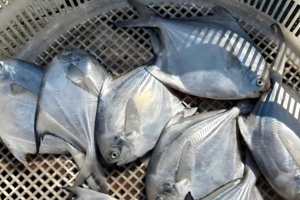 镰鳍鲳鲹是什么鱼？