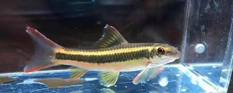 条纹墨头鱼是什么鱼？