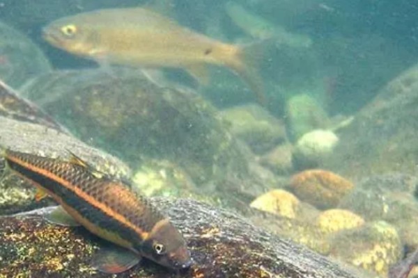 条纹墨头鱼是什么鱼？