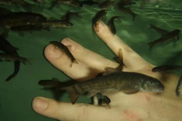 宜良墨头鱼是什么鱼?