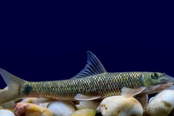宜良墨头鱼是什么鱼?