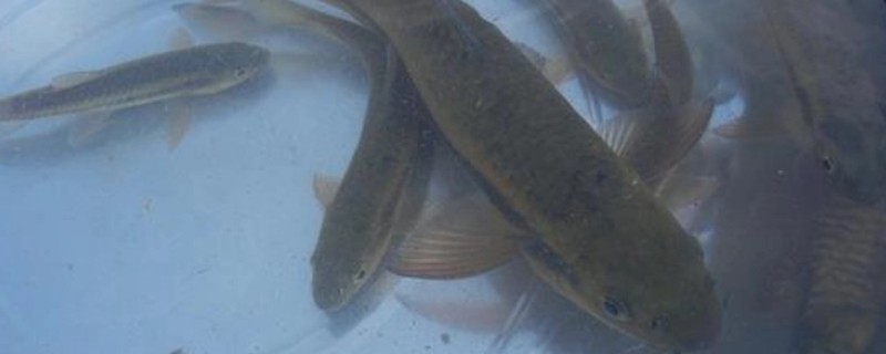 墨头鱼是什么鱼？