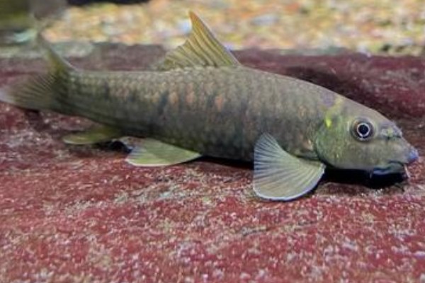 墨头鱼是什么鱼？