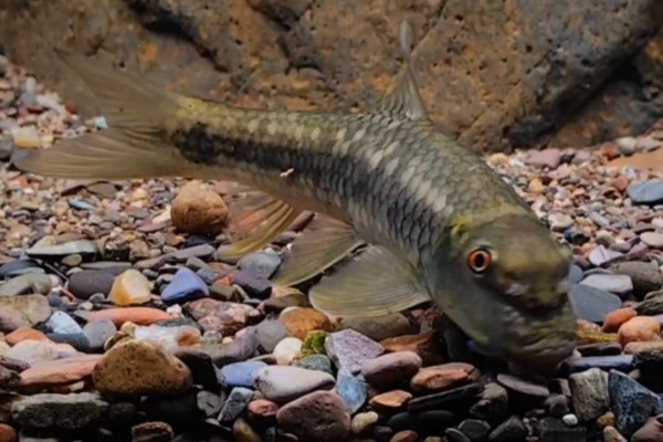 墨头鱼是什么鱼？