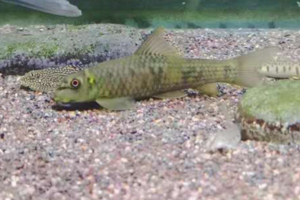 墨头鱼是什么鱼？