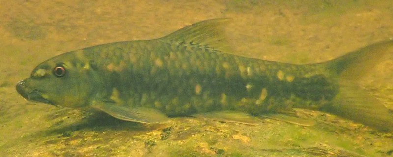 东方墨头鱼是什么鱼?