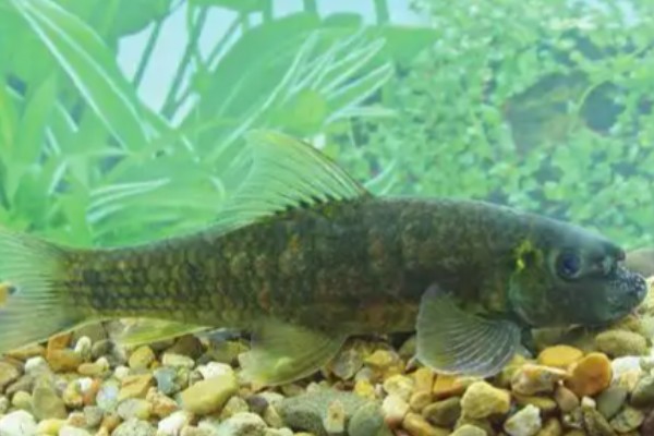 东方墨头鱼是什么鱼？