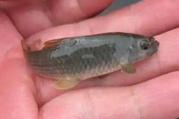 东方墨头鱼是什么鱼？