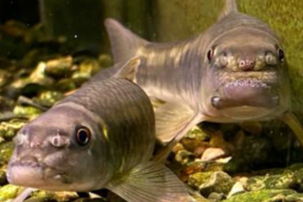 东方墨头鱼是什么鱼？