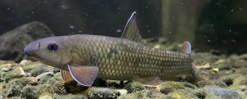 长须华鲮是什么鱼?