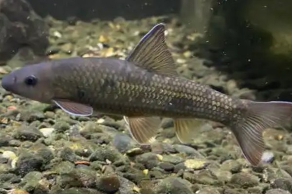 长须华鲮是什么鱼？