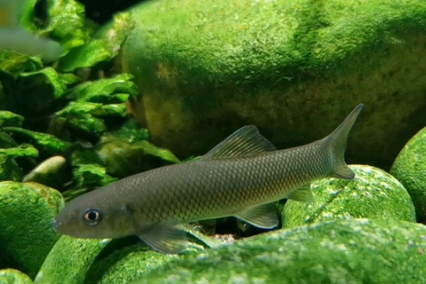 长须华鲮是什么鱼？