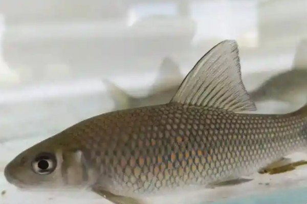 长须华鲮是什么鱼？