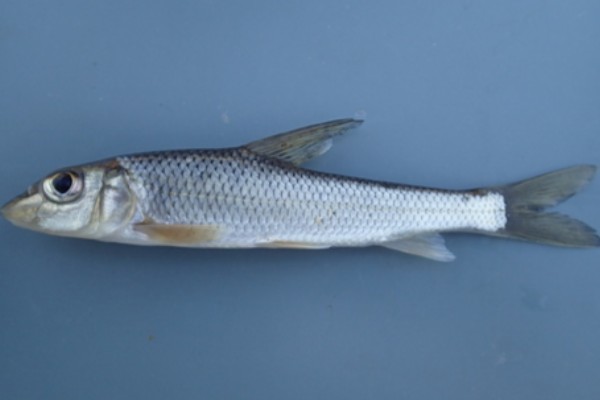 盆唇华鲮是什么鱼?