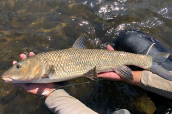 盆唇华鲮是什么鱼?