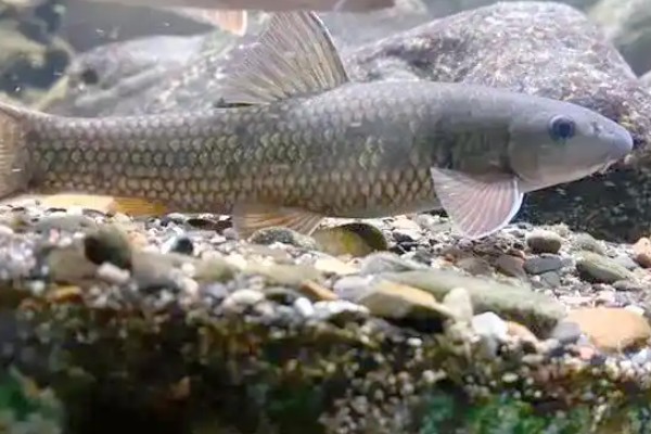 盆唇华鲮是什么鱼?