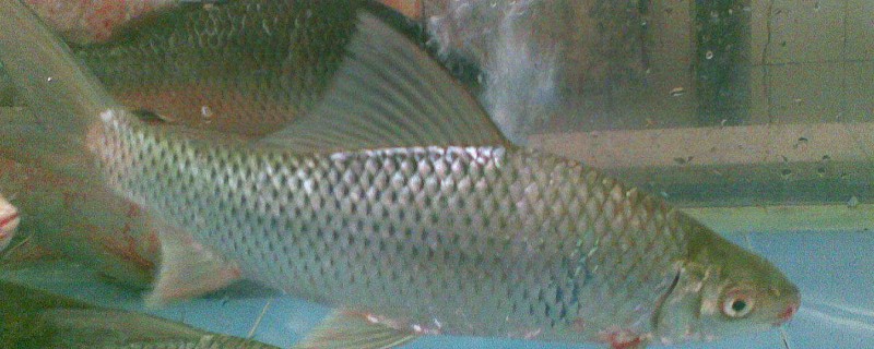 盆唇华鲮是什么鱼?