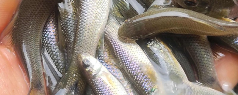 滇华鲮是什么鱼?