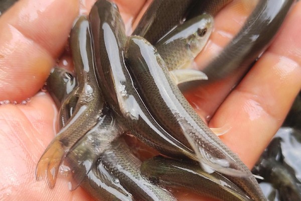 滇华鲮是什么鱼？