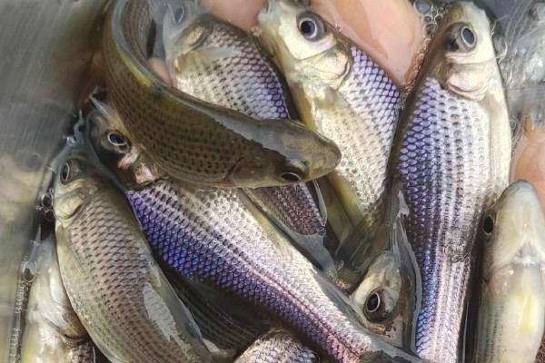 滇华鲮是什么鱼？