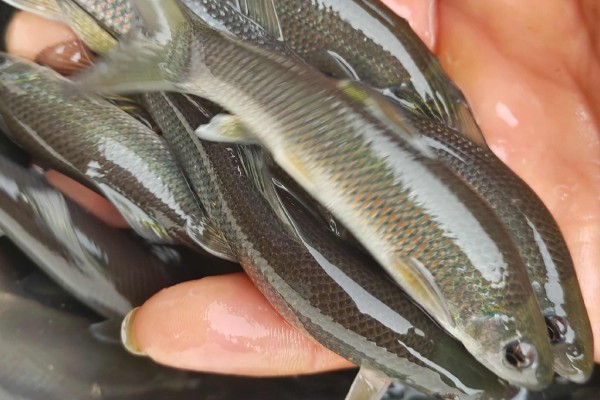 滇华鲮是什么鱼？