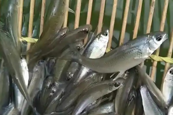 湘华鲮是什么鱼？