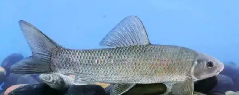 湘华鲮是什么鱼?