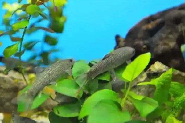 湘华鲮是什么鱼？