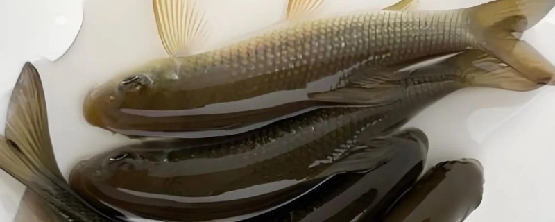 洞庭华鲮是什么鱼?