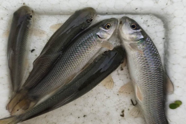 洞庭华鲮是什么鱼？