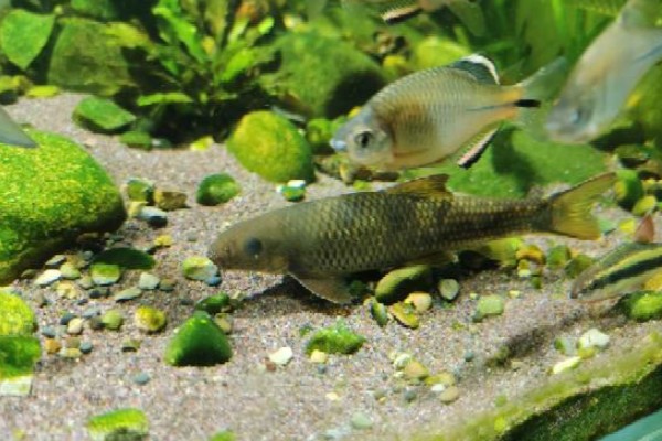 洞庭华鲮是什么鱼？