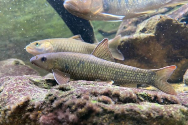 洞庭华鲮是什么鱼？