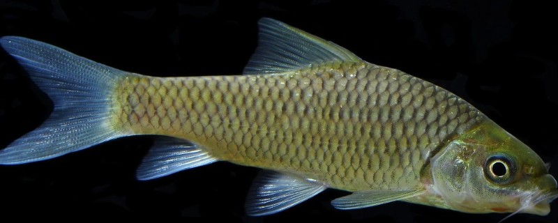 河口华鲮是什么鱼?