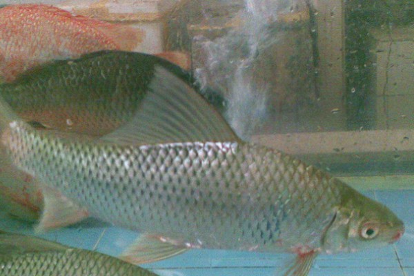 河口华鲮是什么鱼？