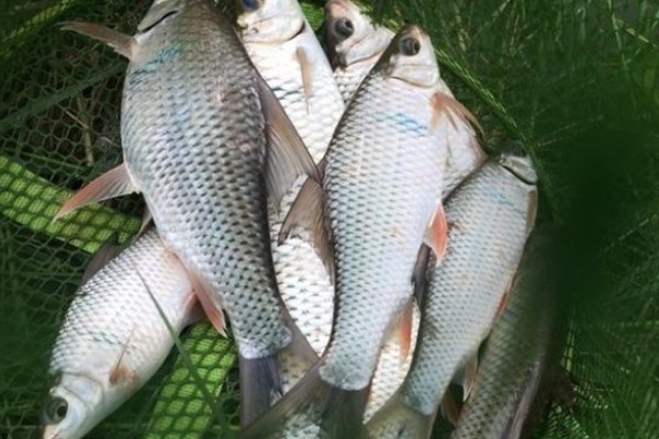 河口华鲮是什么鱼？