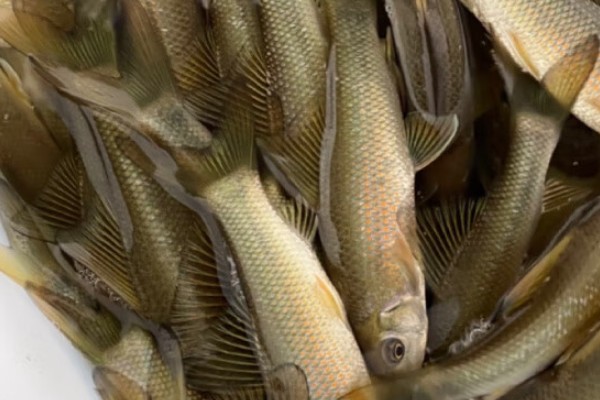 桂华鲮是什么鱼？