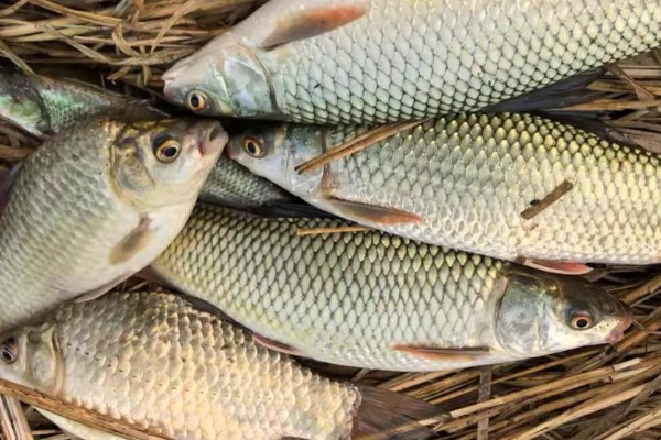 河口华鲮是什么鱼？