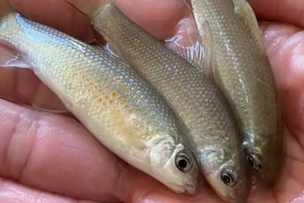 桂华鲮是什么鱼？