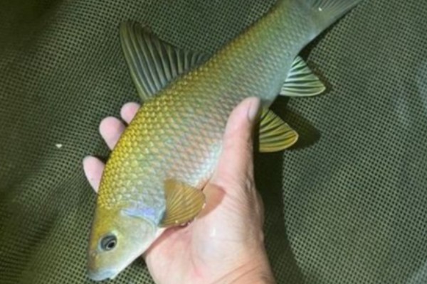 桂华鲮是什么鱼？