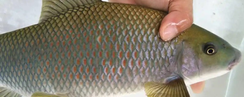 桂华鲮是什么鱼?