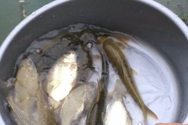 宽头华鲮是什么鱼？