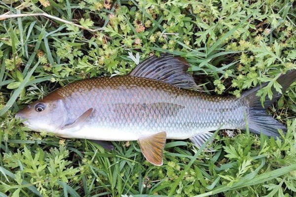 宽头华鲮是什么鱼？