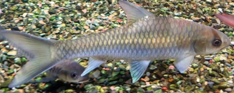 墨脱华鲮是什么鱼?