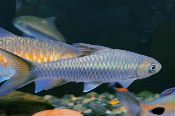 墨脱华鲮是什么鱼？