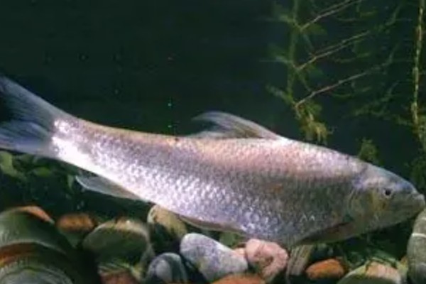 墨脱华鲮是什么鱼？