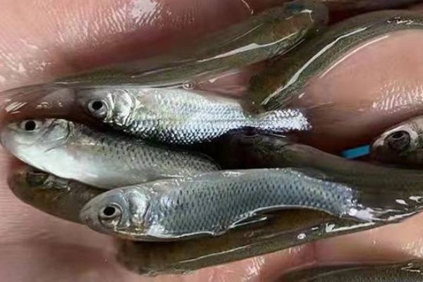 华鲮是什么鱼？