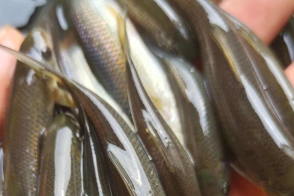 华鲮是什么鱼？