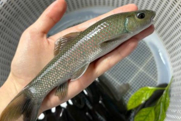 华鲮是什么鱼？