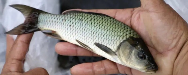 元江华鲮是什么鱼?