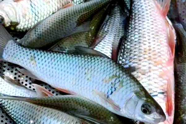 元江华鲮是什么鱼？